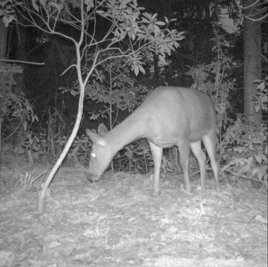 890ced0d01ddb1c7d7af48b7b86fea36.jpg 水鹿.jpg