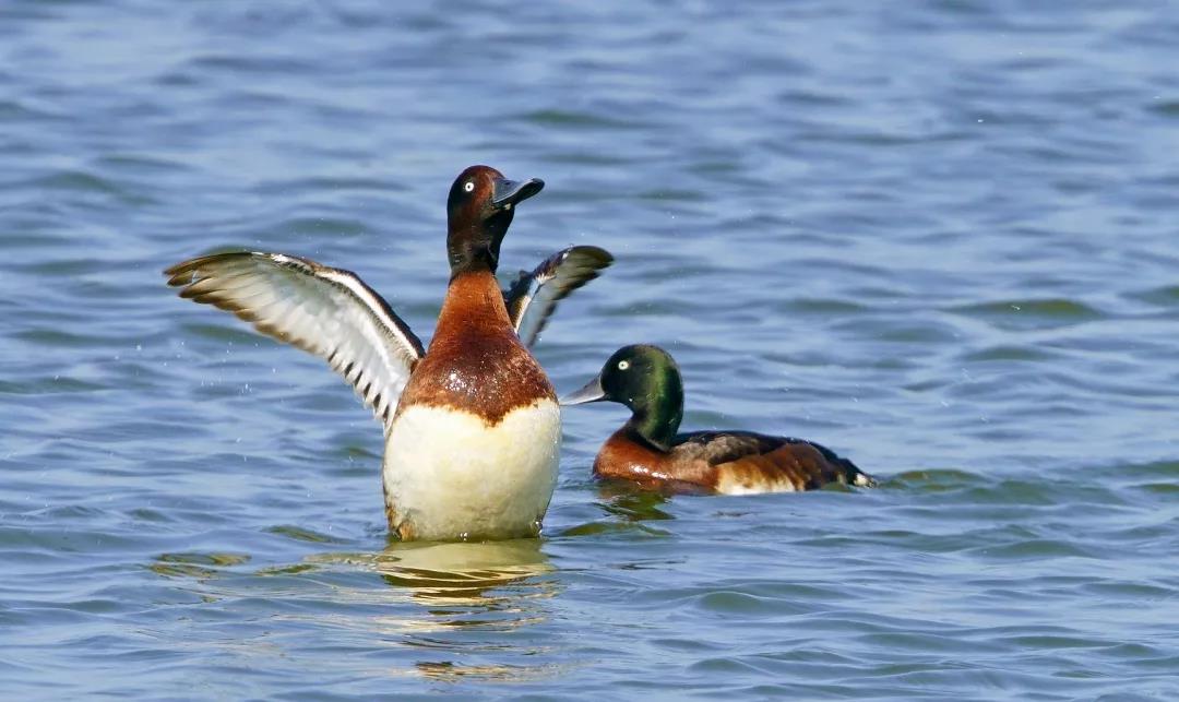 神奇生物大盤點(diǎn)！近兩年廣東出現(xiàn)的物種新記錄有這么多&hellip;