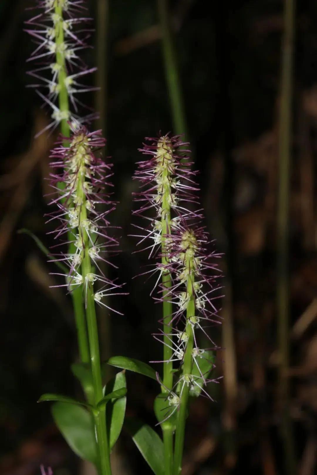 cc3909afc263d508bc03ed91bd36d92f.jpg 石門臺(tái)白絲草.jpg