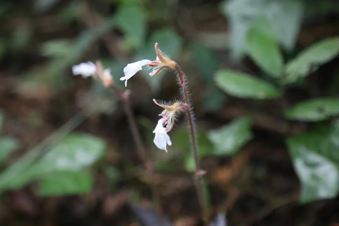 廣東首次發(fā)現(xiàn)西南齒唇蘭，刷新物種分布記錄