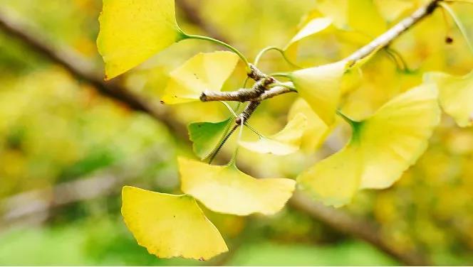 速來(lái)打卡&ldquo;銀杏染秋&rdquo;，韶關(guān)南雄銀杏文化旅游季開啟！