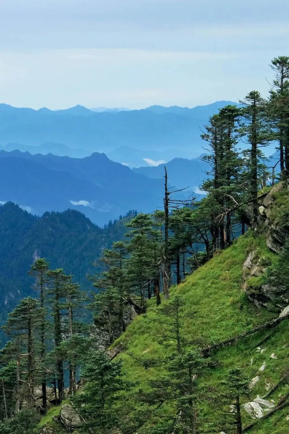 d024fd4c7e041620f4a56a342d7d5688.jpg 大熊貓國家森林公園.jpg