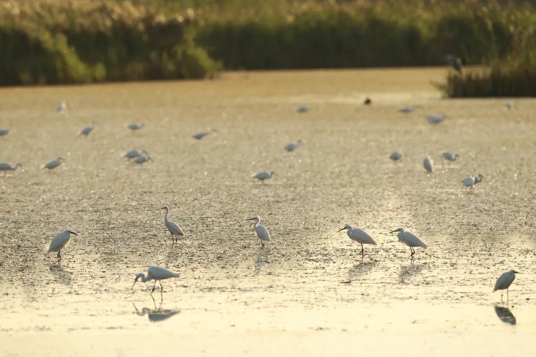 我國(guó)首次對(duì)保護(hù)濕地立法！將實(shí)行濕地面積總量管控
