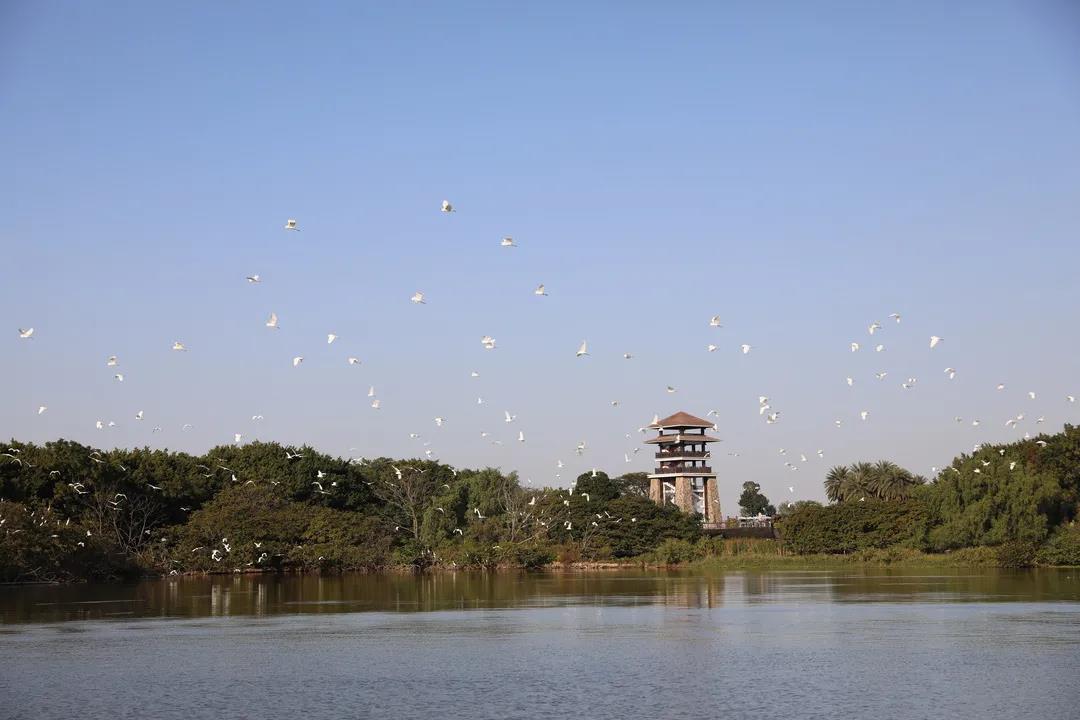 大批候鳥南下！廣東進(jìn)入最佳觀鳥季