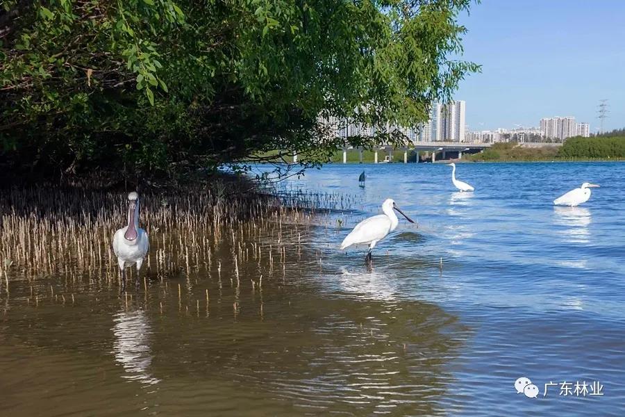 惠州大亞灣再次拍到黑臉琵鷺！