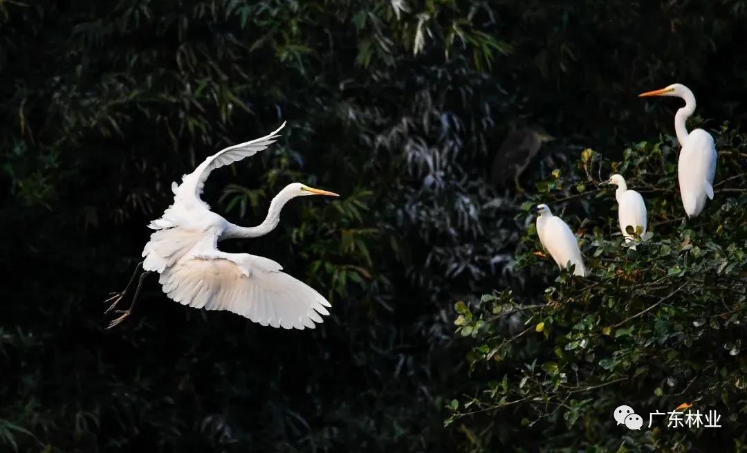 e93e70e7e4526d317fa9a91b7a3ea50e.jpg 004.jpg