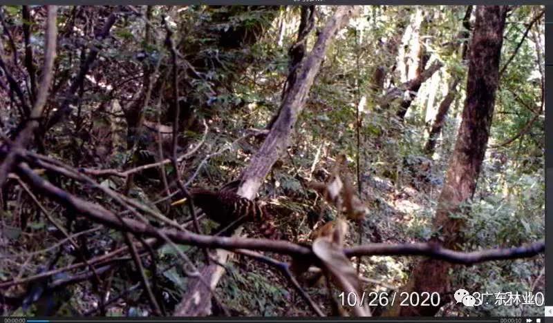 多圖曝光！多種珍稀野生動(dòng)物現(xiàn)身連山筆架山