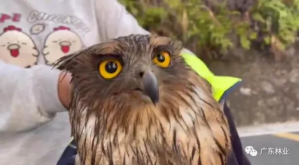&ldquo;呆萌&rdquo;猛禽獲市民救助！深圳梧桐山發(fā)現(xiàn)&ldquo;小可愛&rdquo;