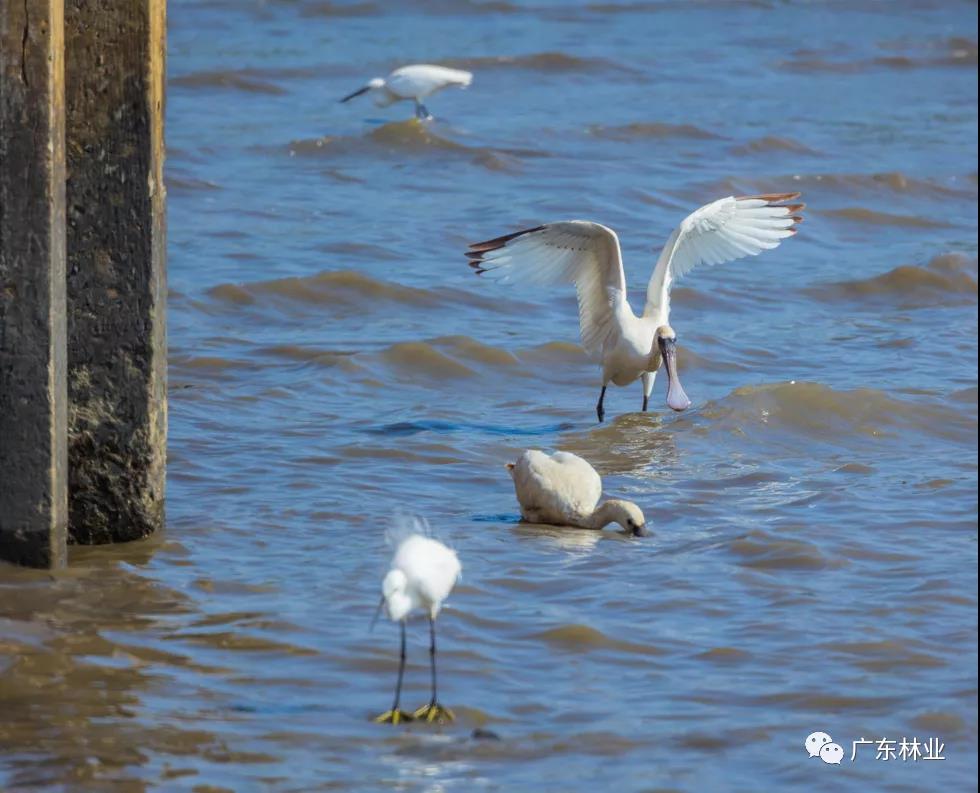 新年&ldquo;驚喜&rdquo;！東莞兩年后再發(fā)現(xiàn)黑臉琵鷺