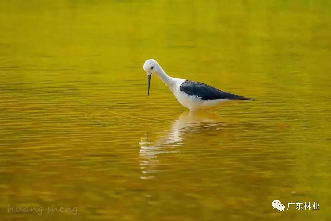 55e65e545661a460dbb6300635096007.jpg 006.jpg