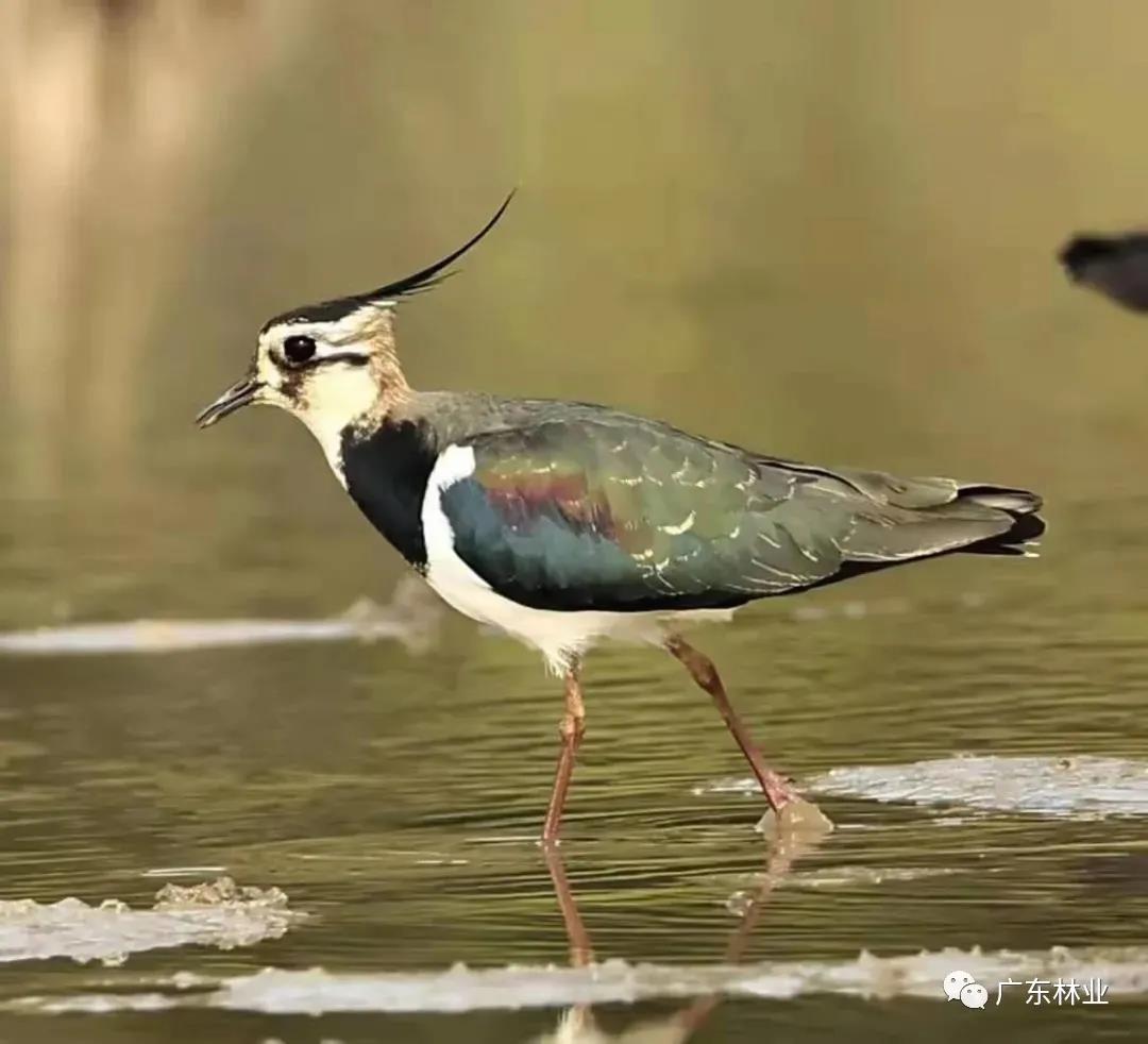 驚喜！鳳頭麥雞成群現(xiàn)身陽江