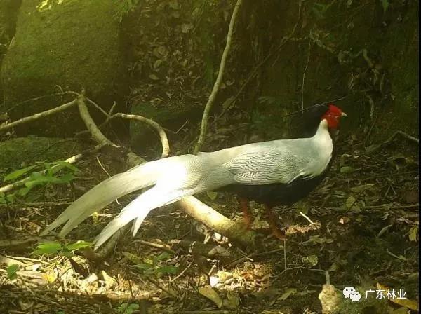 小靈貓、豹貓等&ldquo;國保&rdquo;動(dòng)物現(xiàn)身東源康禾保護(hù)區(qū)！