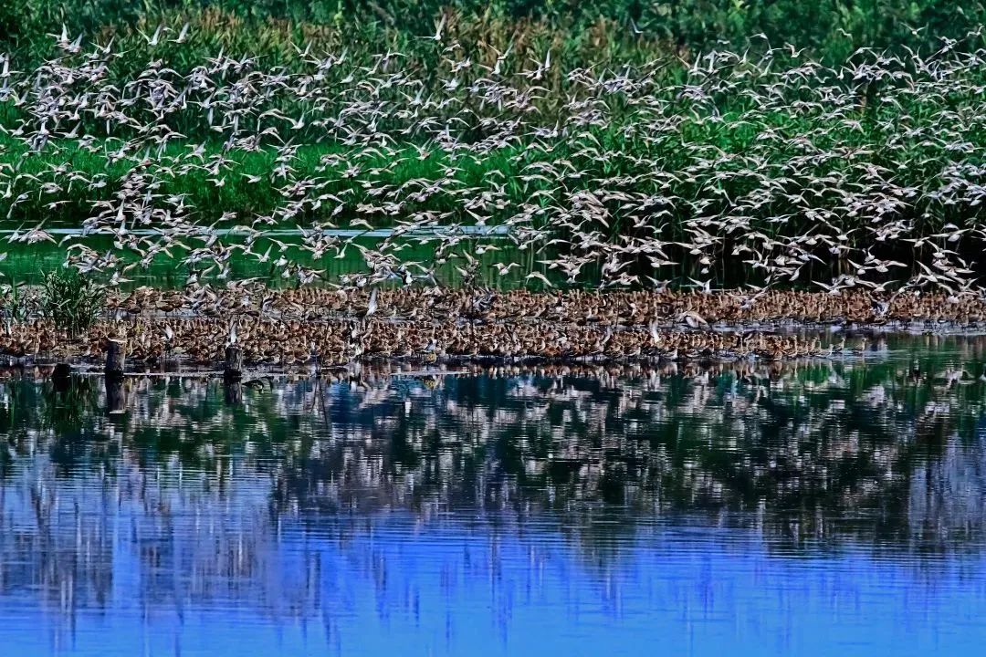 深圳共記錄野生動(dòng)植物2671種，看看你能認(rèn)出多少？