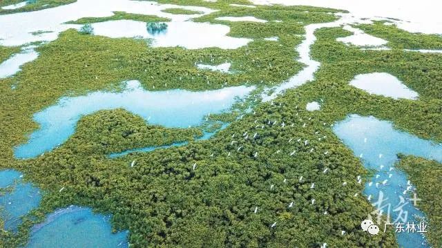 大氣磅礴！湛江紅樹林亮相央視《新聞聯(lián)播》