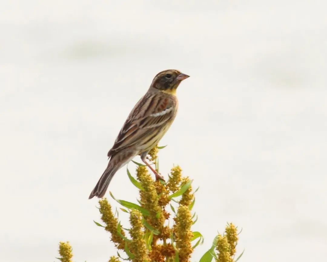 aee7f74759eb4687911c397f84199d1e.jpg 003.jpg