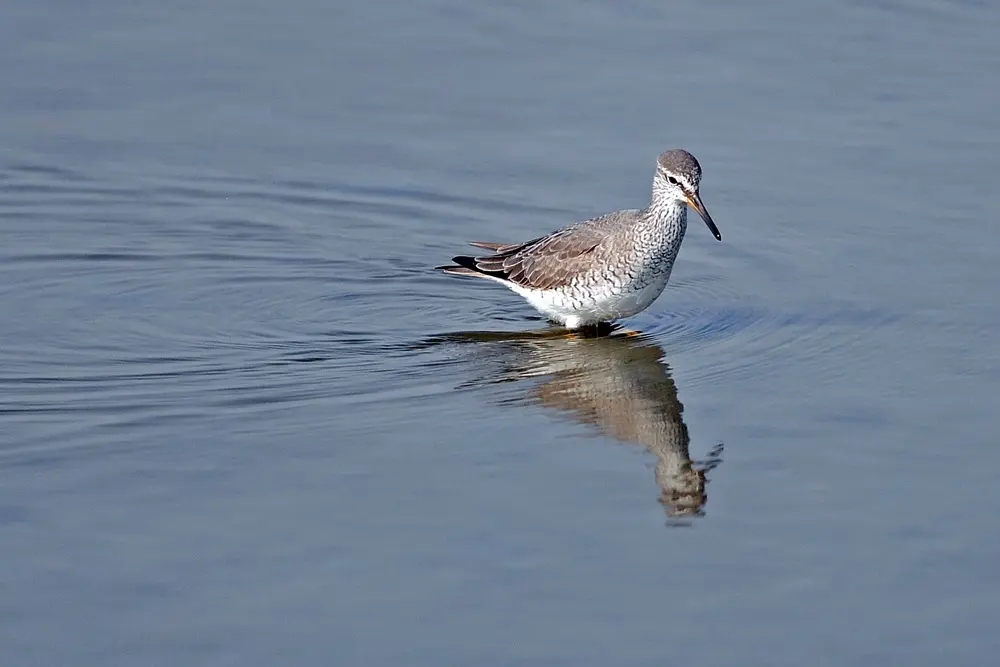澳盾身邊的自然觀察&mdash;&mdash;遷徙中的灰尾漂鷸