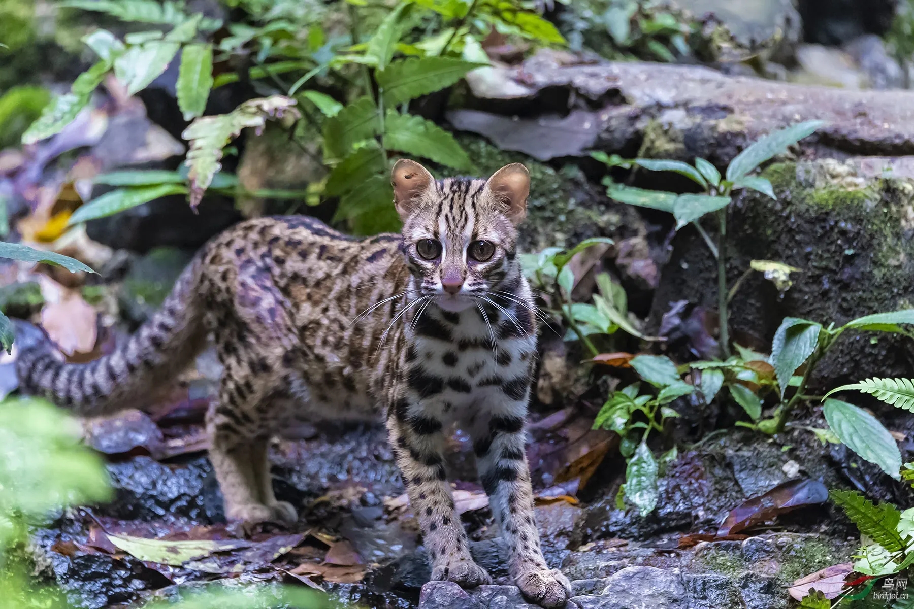澳盾身邊的自然觀察&mdash;&mdash;紅外相機(jī)下的南方豹貓