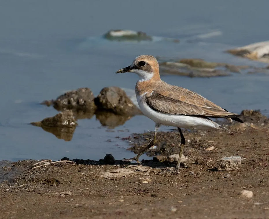 澳盾身邊的自然觀察&mdash;&mdash;遷徙中的蒙古沙鸻（h&eacute;ng）