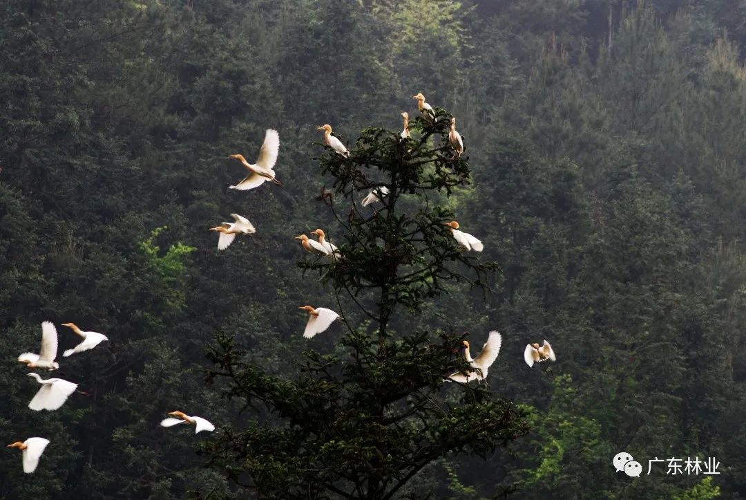 2f6199cc50d8ebfb42df2ad3fbf6e883.jpg 001.jpg