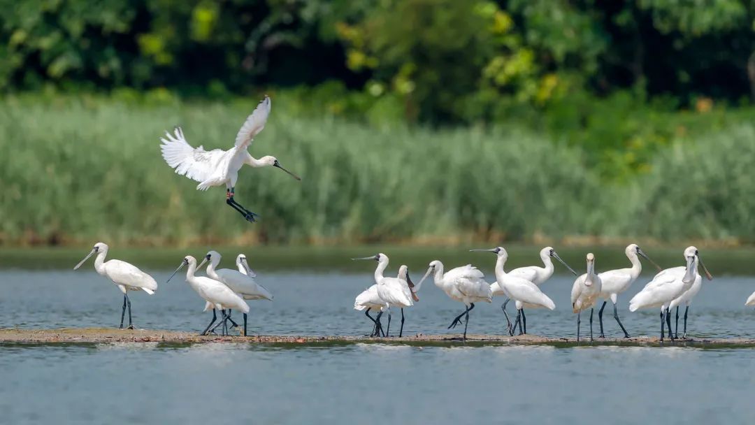 國際生物多樣性日丨有多少野生動植物安家廣東？速看我省物種保護最新動態(tài)！