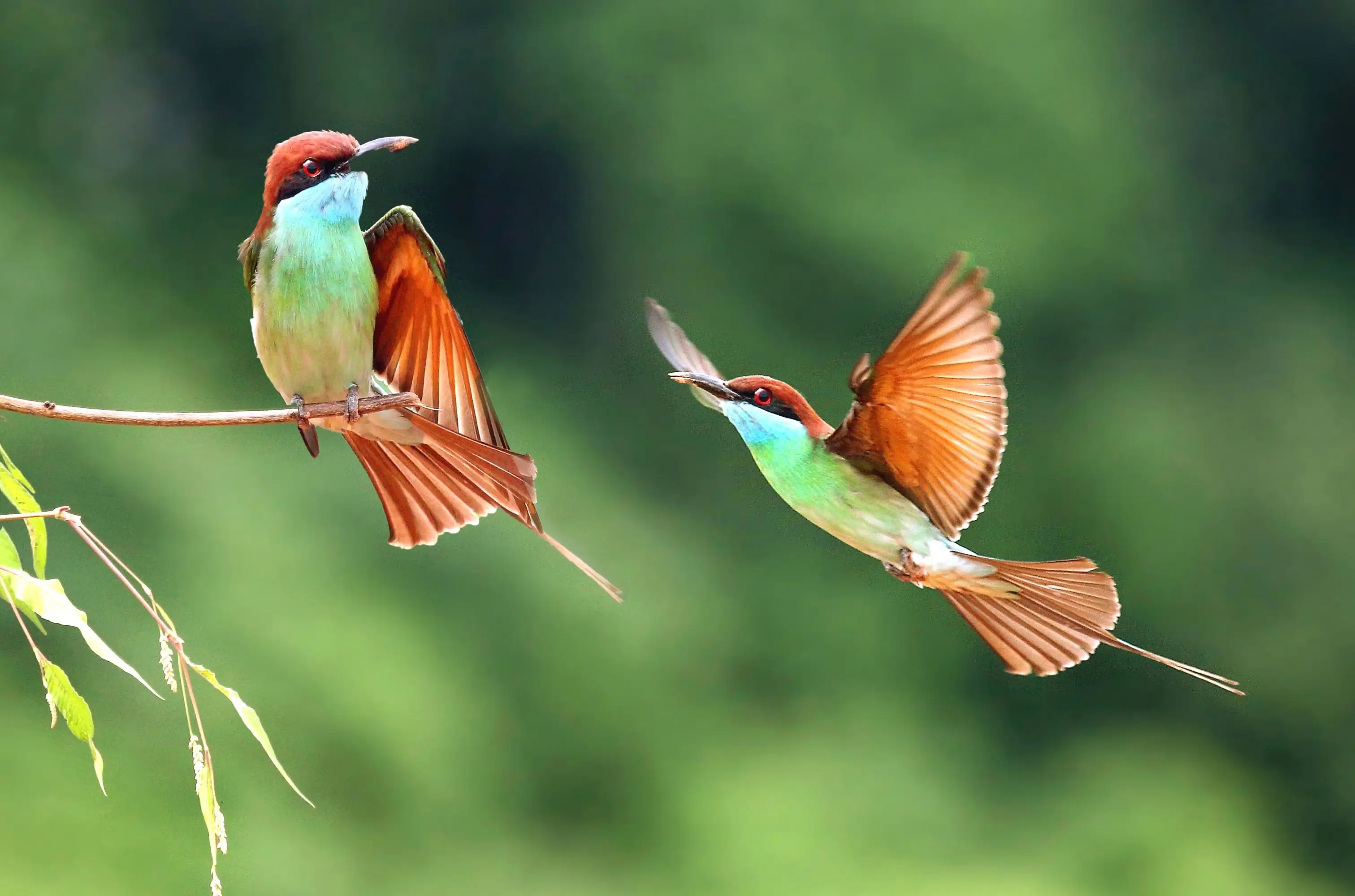 嶺南之南丨&ldquo;中國(guó)最美小鳥(niǎo)&rdquo;相親記