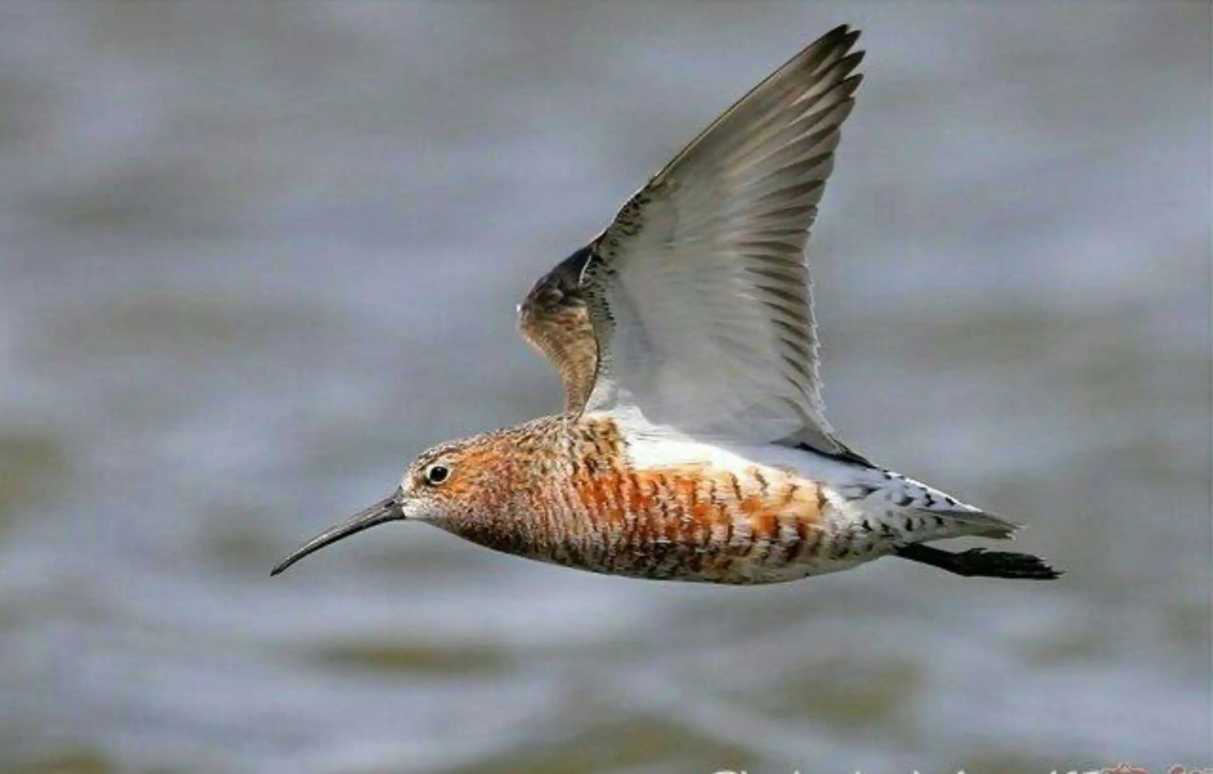 澳盾身邊的自然觀察&mdash;&mdash;遷徙季的彎嘴濱鷸