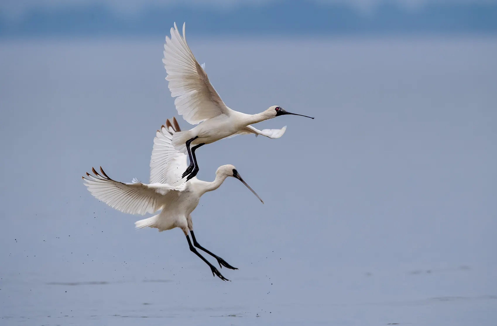 嶺南之南③丨來(lái)了就是深圳鳥(niǎo)！