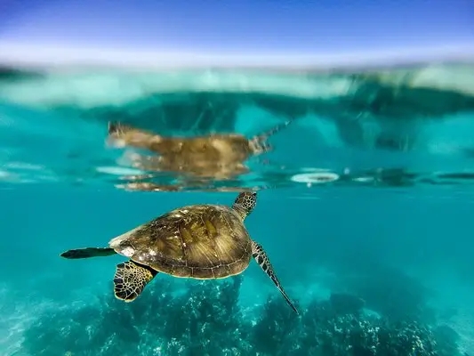 嶺南之南④丨探訪廣東&ldquo;海龜產(chǎn)房&rdquo;：小海龜破殼第一秒就面臨生死考驗(yàn)！