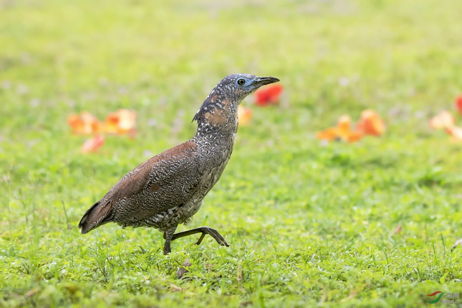 來(lái)頭不??！肇慶首次發(fā)現(xiàn)黑冠鳽！