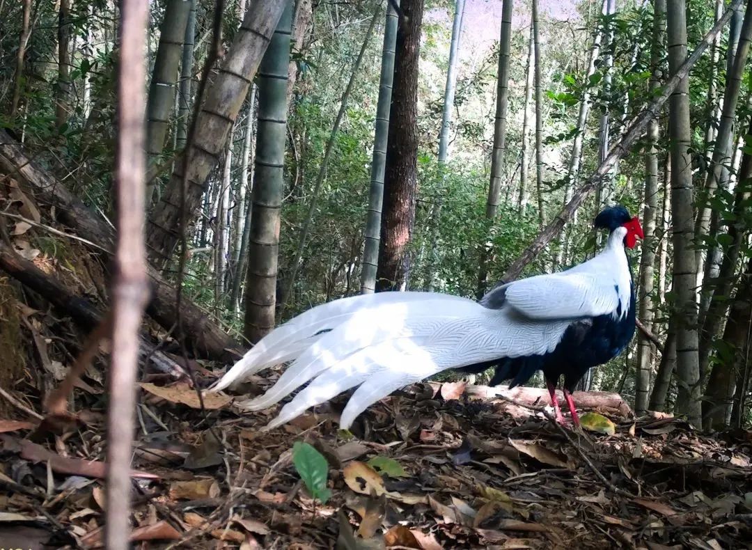 太驚艷了！河源&ldquo;林中仙子&rdquo;登上央視，霸屏近2分鐘......