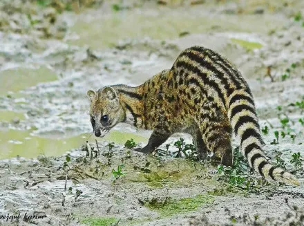 珍貴影像曝光！珠海淇澳島小靈貓首次&ldquo;帶娃&rdquo;亮相！