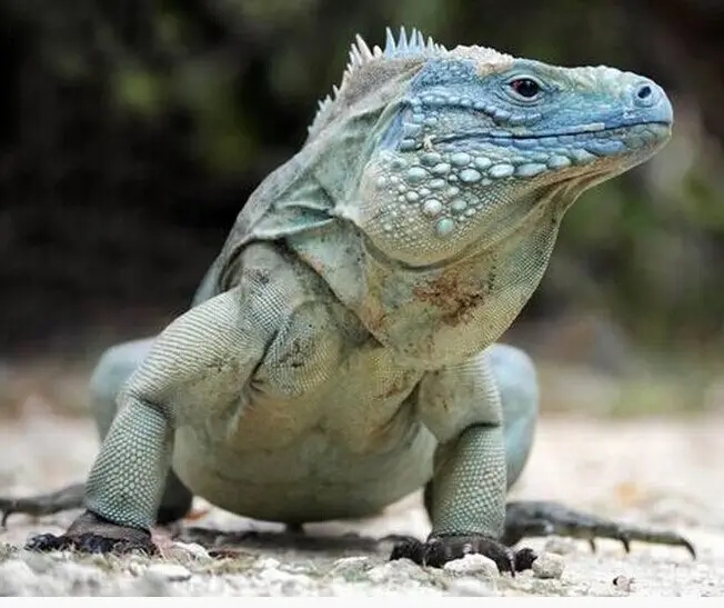 10余年后再現(xiàn)身！云浮發(fā)現(xiàn)國(guó)家二級(jí)保護(hù)動(dòng)物長(zhǎng)鬣蜥