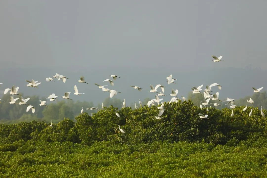 湛江紅樹(shù)林金秋迎來(lái)&ldquo;老朋友&rdquo;