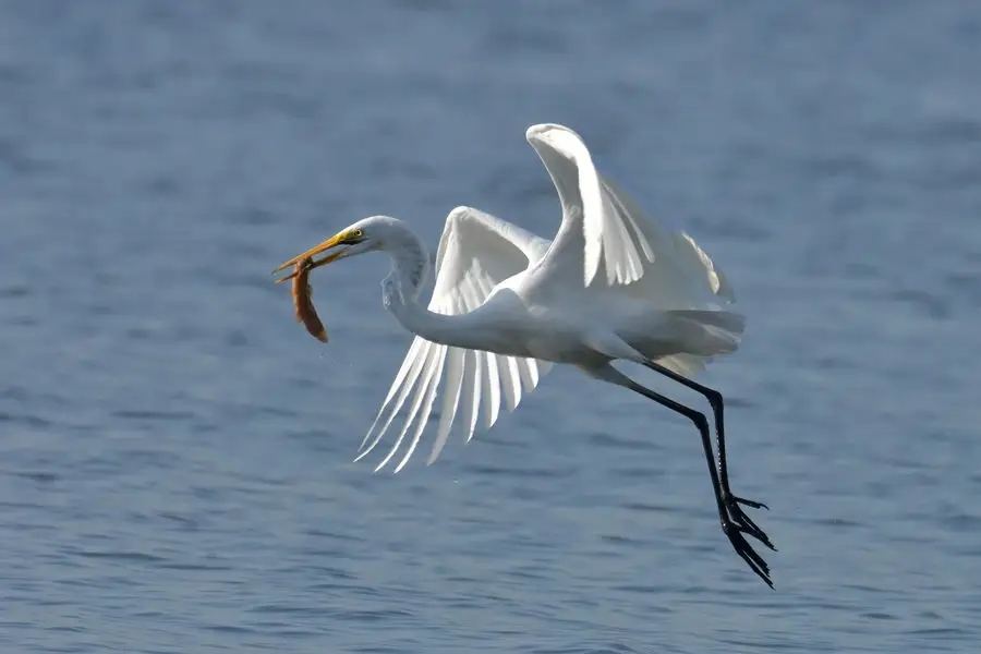 惠州鹽洲島：紅樹(shù)林里，萬(wàn)千鷺鳥(niǎo)歸巢