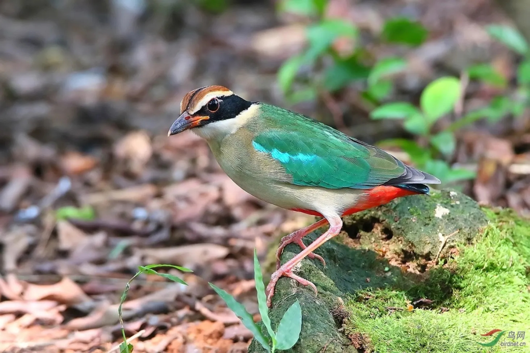 &ldquo;鳥(niǎo)中仙女&rdquo;現(xiàn)身！廣東這里首次發(fā)現(xiàn)