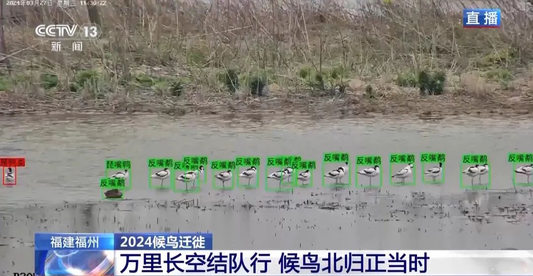 候鳥(niǎo)北歸正當(dāng)時(shí) 保護(hù)濕地裝上&ldquo;鳥(niǎo)臉識(shí)別&rdquo;